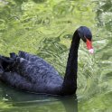 Black Swan